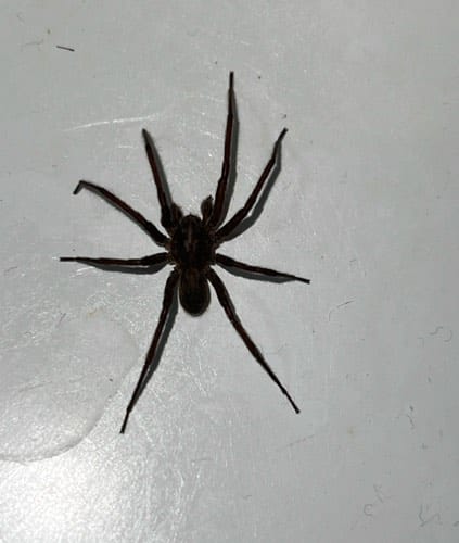 Araña lobo pálida